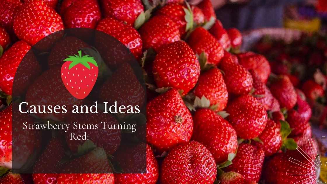 Why are My Strawberry Stems Turning Red A Brief by Gardener