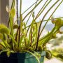 Can Venus Fly Traps Eat Lady Bugs