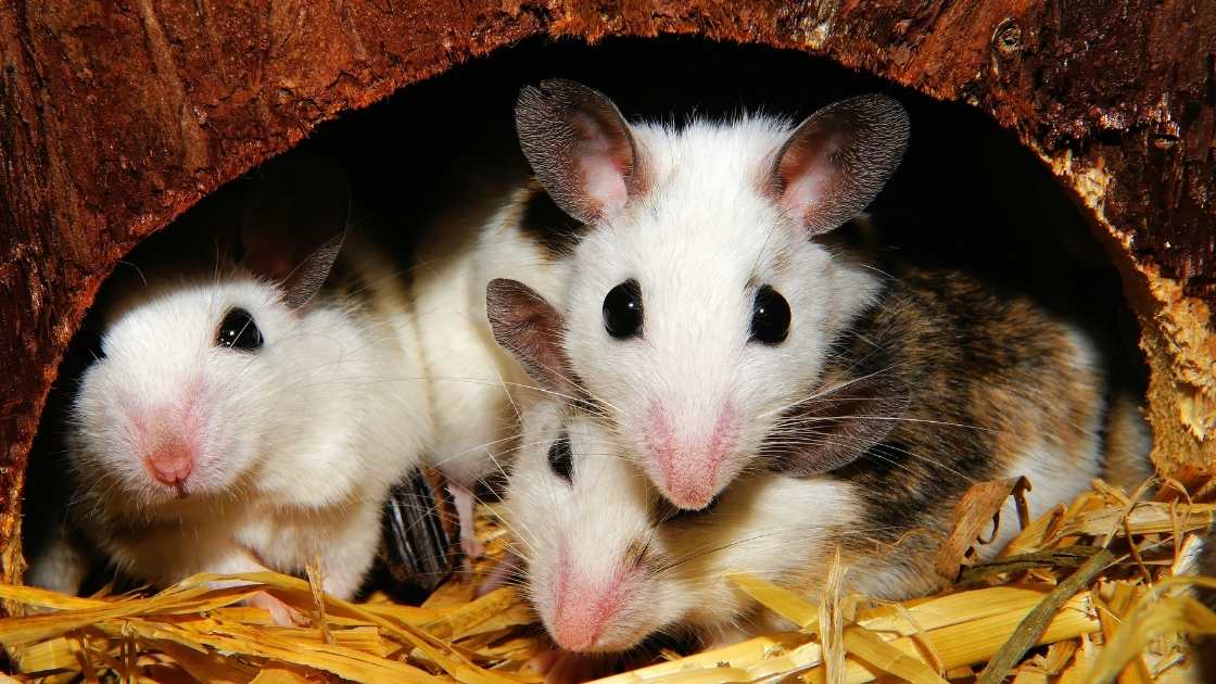 How to get rid of mice in ceiling without access? Stepbystep guide