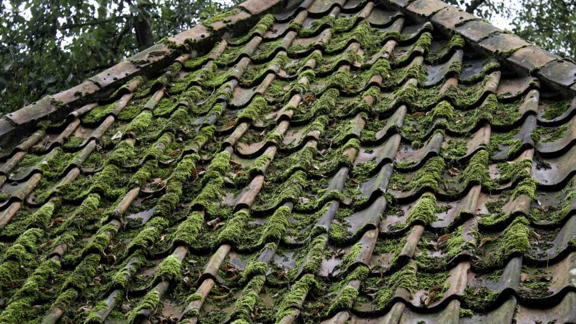 How to Remove Moss from Roof A Comprehensive Guide for a Pristine Home