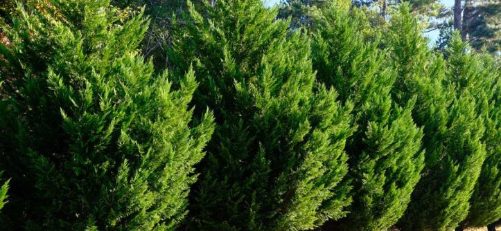 How Fast Do Leyland Cypress Trees Grow