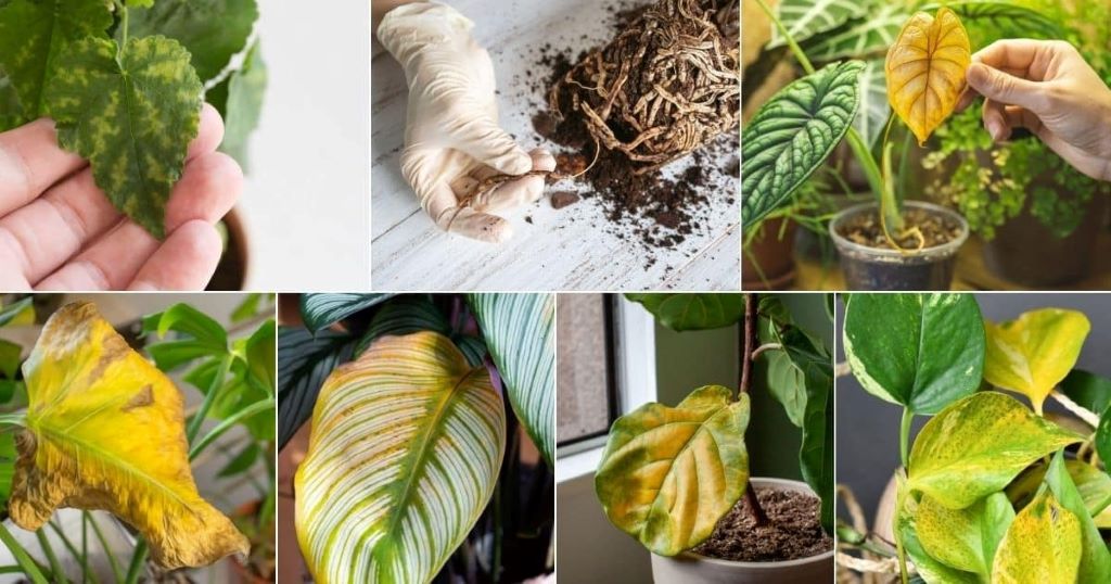 Troubleshoot houseplant problems like a pro with tips on identifying yellow leaves, root rot, pests, and other common plant issues