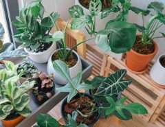 Troubleshoot houseplant problems like a pro with tips to identify common issues and solutions for healthier indoor plants
