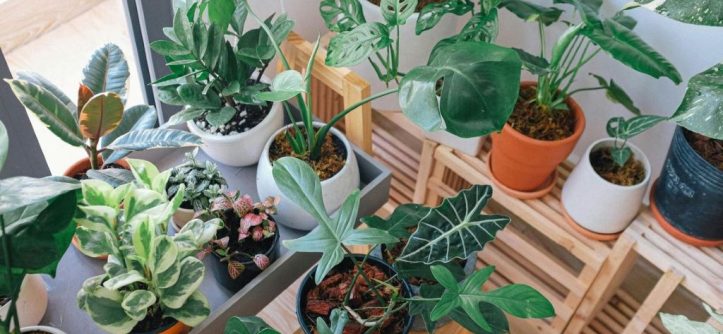 Troubleshoot houseplant problems like a pro with tips to identify common issues and solutions for healthier indoor plants