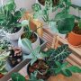 Troubleshoot houseplant problems like a pro with tips to identify common issues and solutions for healthier indoor plants