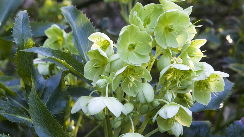Beautiful hellebores in a summer garden, with tips on caring for them to ensure a stunning winter bloom