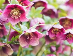 Hellebores in a summer garden with green leaves, preparing for a vibrant winter bloom