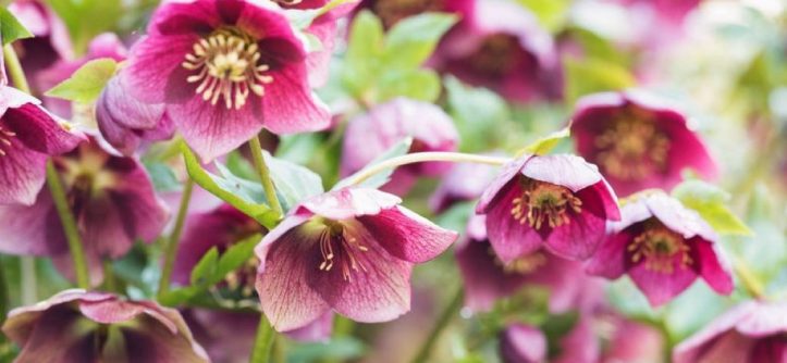 Hellebores in a summer garden with green leaves, preparing for a vibrant winter bloom