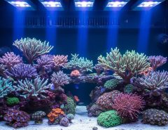 LED reef lighting illuminating coral reef aquarium
