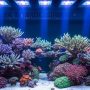 LED reef lighting illuminating coral reef aquarium