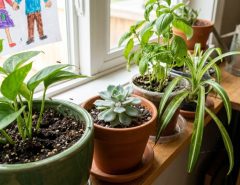 Family inspecting indoor potted plants for common pests in a Phoenix Arizona home