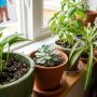 Family inspecting indoor potted plants for common pests in a Phoenix Arizona home